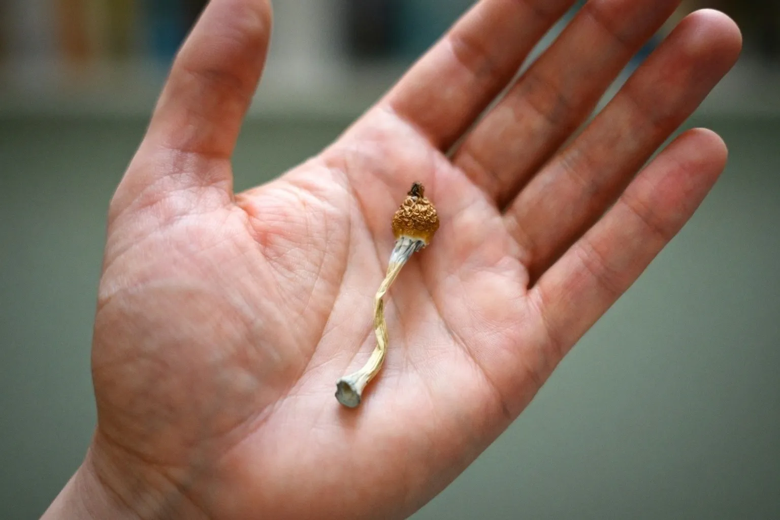 Why Current Evidence Fails to Support Psilocybin Microdosing for Mental Health